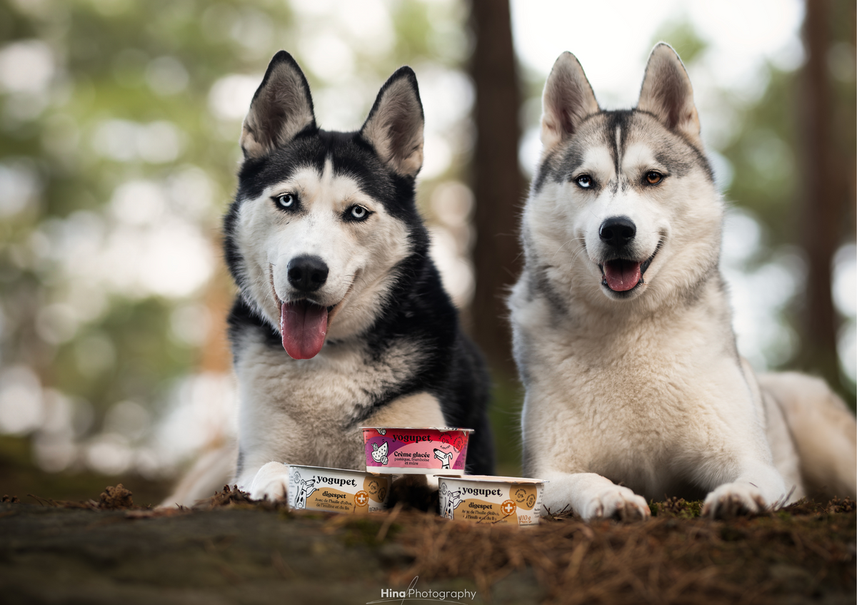 Yogupet : Un Yaourt Sain et Délicieux pour Chiens et Chats