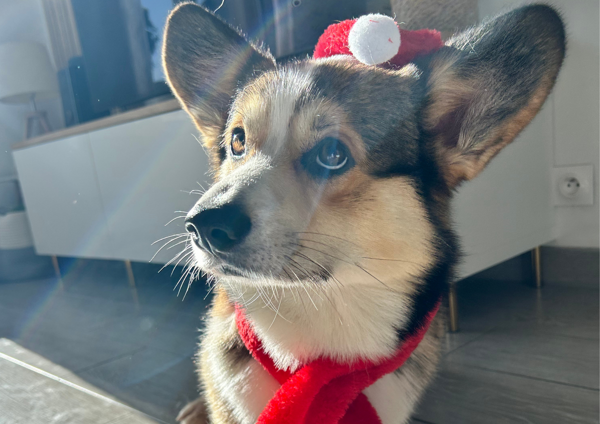 Comment bien fêter Noël avec son chien : conseils et idées