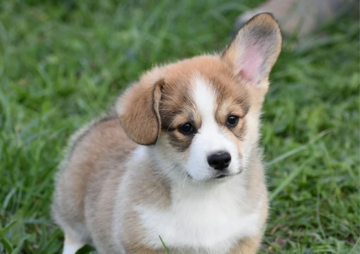 L’arrivée du chiot dans la famille : une nouvelle aventure commence
