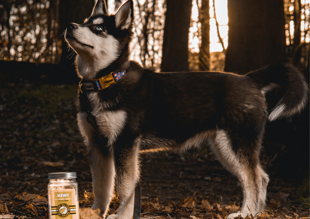 Mes premiers jours avec mon chiot : souvenirs, rituels et premières fois