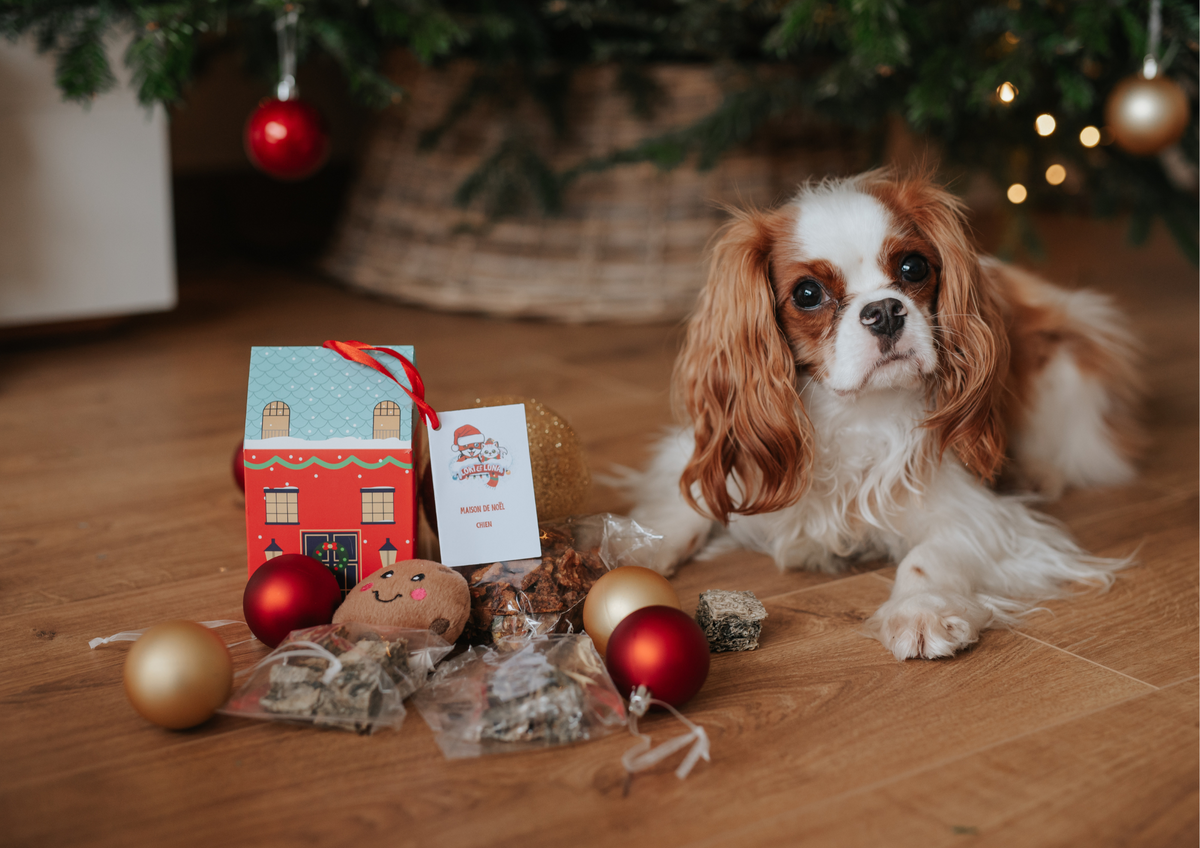 Idées de Produits à Offrir Chez Loki et Luna : Des Cadeaux Parfaits pour Votre Compagnon à Quatre Pattes