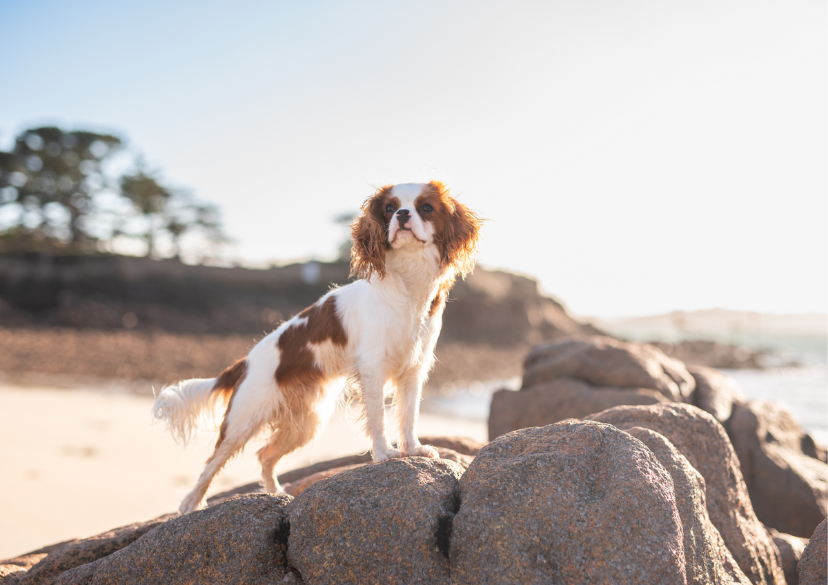 To-do list vacances chien : la checklist ultime pour partir sereinement avec son chien