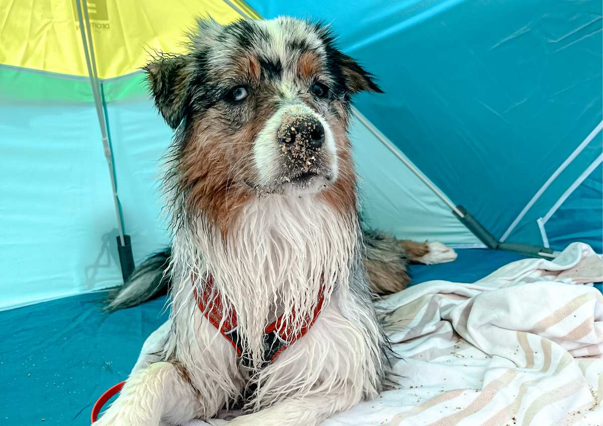 To-do list pour partir sereinement en vacances avec son chien