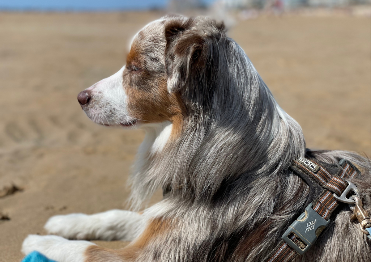 Voyager en voiture avec son chien : conseils et sécurité pour un trajet serein