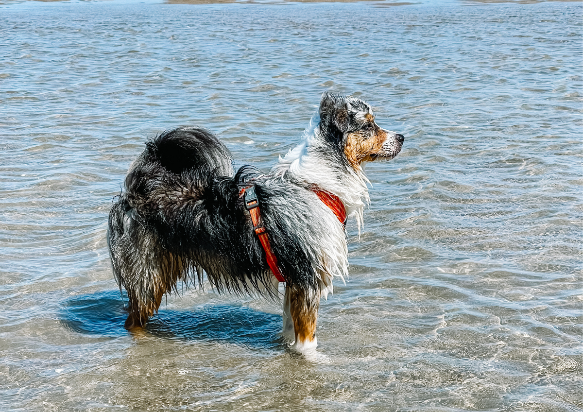 ☀️ Gérer la chaleur en vacances avec son chien : conseils et astuces anti-canicule