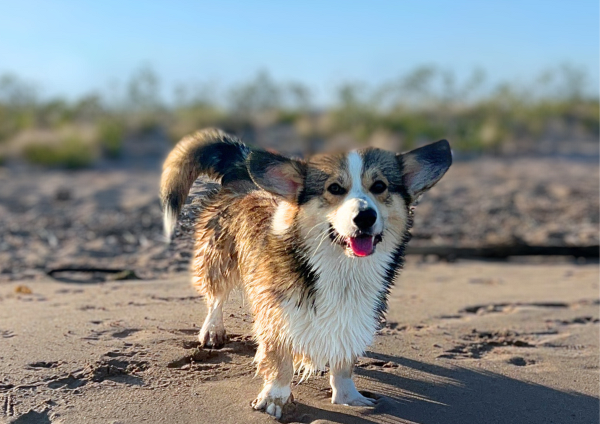 🗺️ Comment choisir une destination dog-friendly pour partir en vacances avec son chien ?