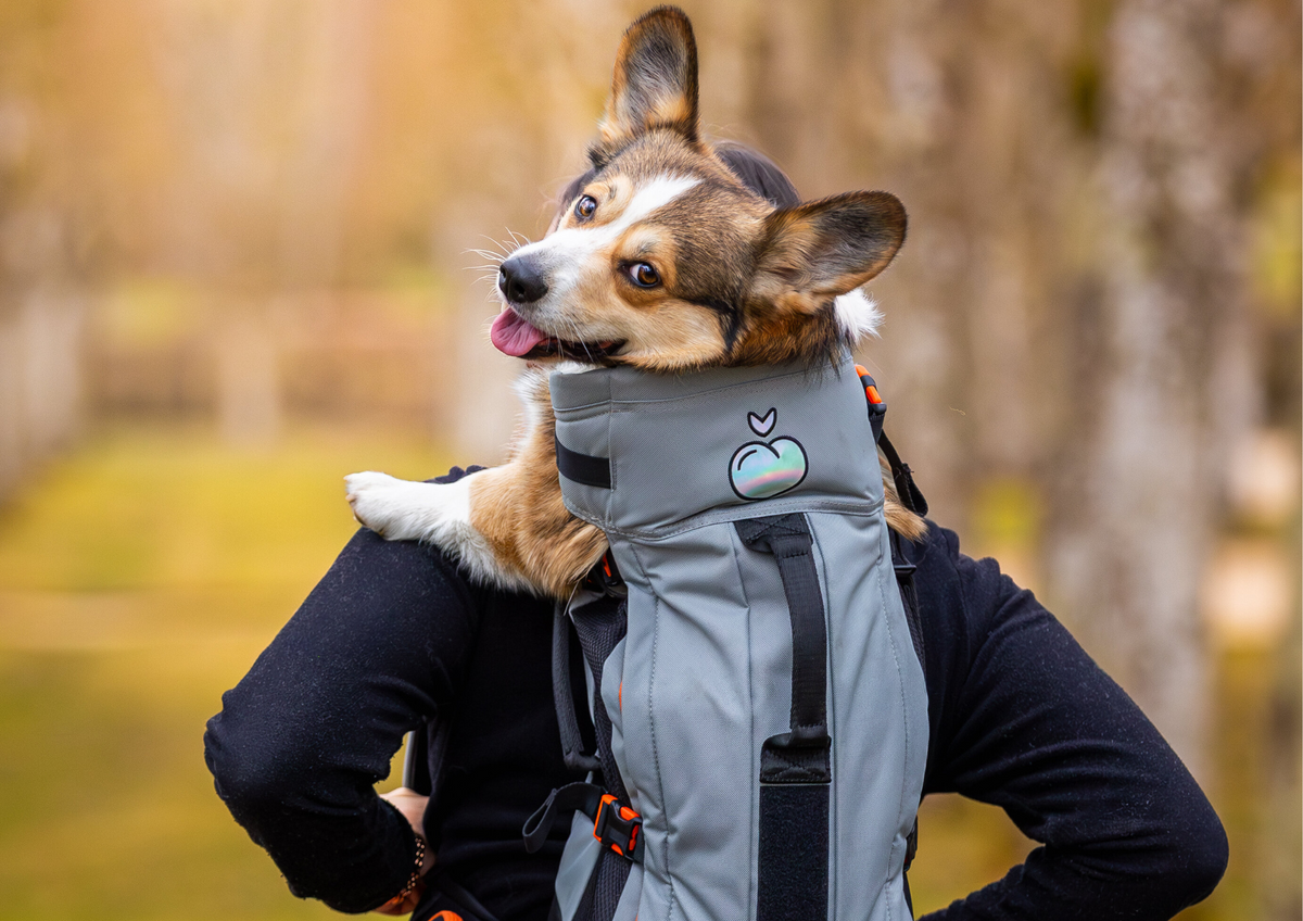 Maxine One vs Brodie One : quel sac Little Chonk choisir pour votre chien ?