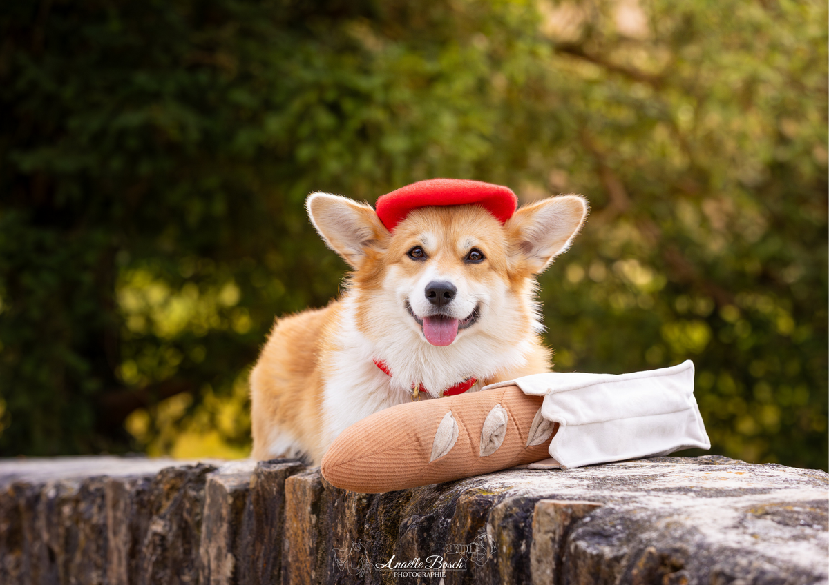 Les jeux de fouille pour chien : quels avantages et comment les utiliser ?
