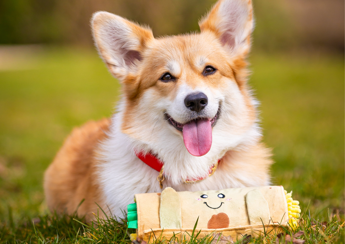 Pourquoi les jouets d’occupation sont essentiels au bien-être de votre chien ?