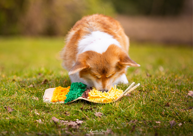 Quels jouets emporter pour occuper son chien en vacances ?