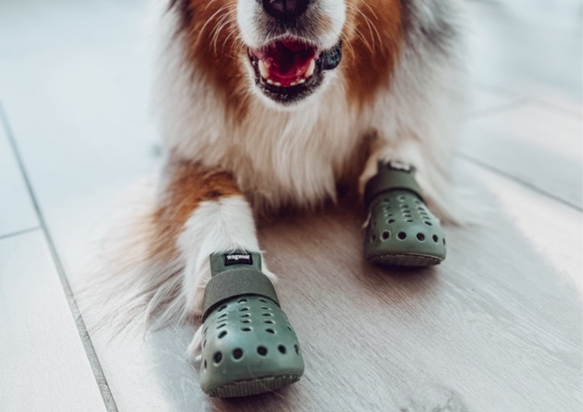 Mojave Wagwear : les chaussures tendance et protectrices pour votre chien