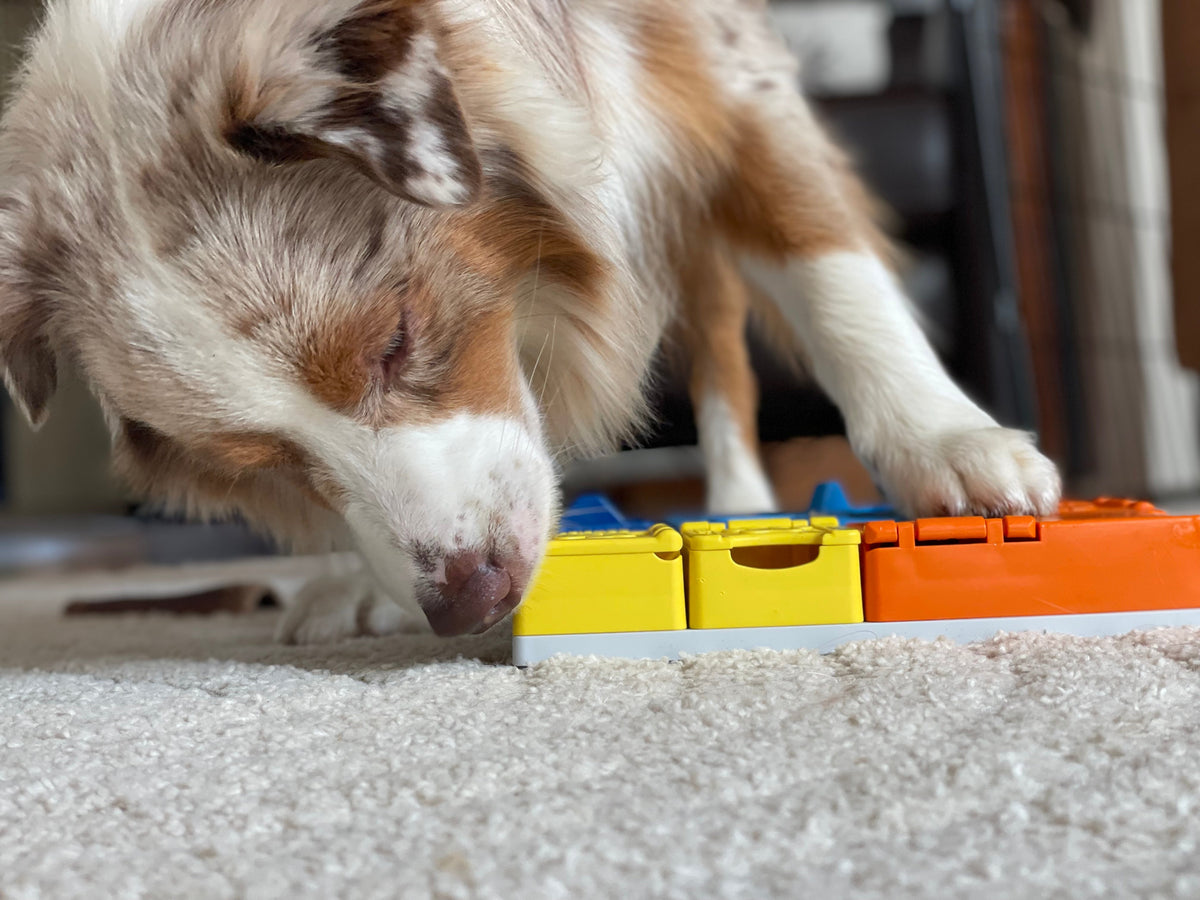 Pawzler : le jeu d’intelligence qui fait réfléchir et évoluer votre chien