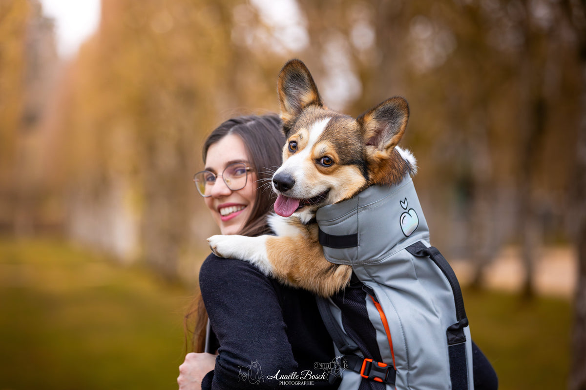 Corgi porté dans un sac à dos Little Chonk pendant une balade