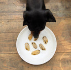 Chiot noir mangeant des moules dans une assiette blanche