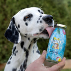 Dalmatien léchant le goulot de la bouteille tenue en main