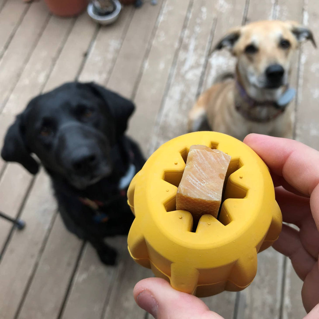 Main tendant le jouet garni à deux chiens attentifs