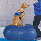 Chien en harnais debout sur le ballon bleu