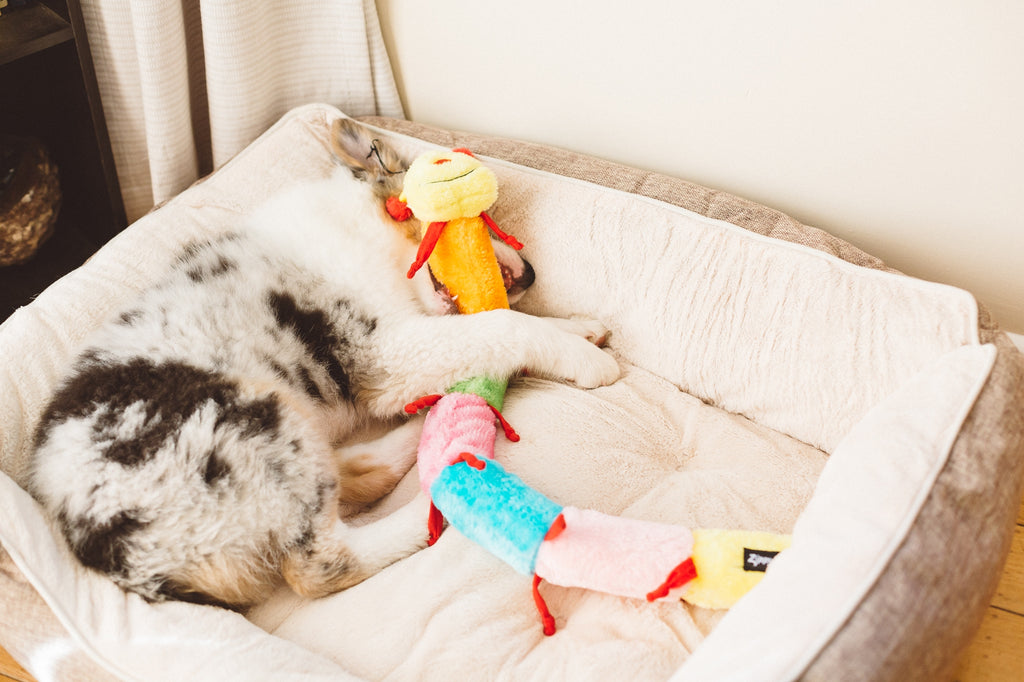 Chien endormi dans son panier avec la chenille multicolore