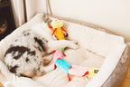 Chien endormi dans son panier avec la chenille multicolore