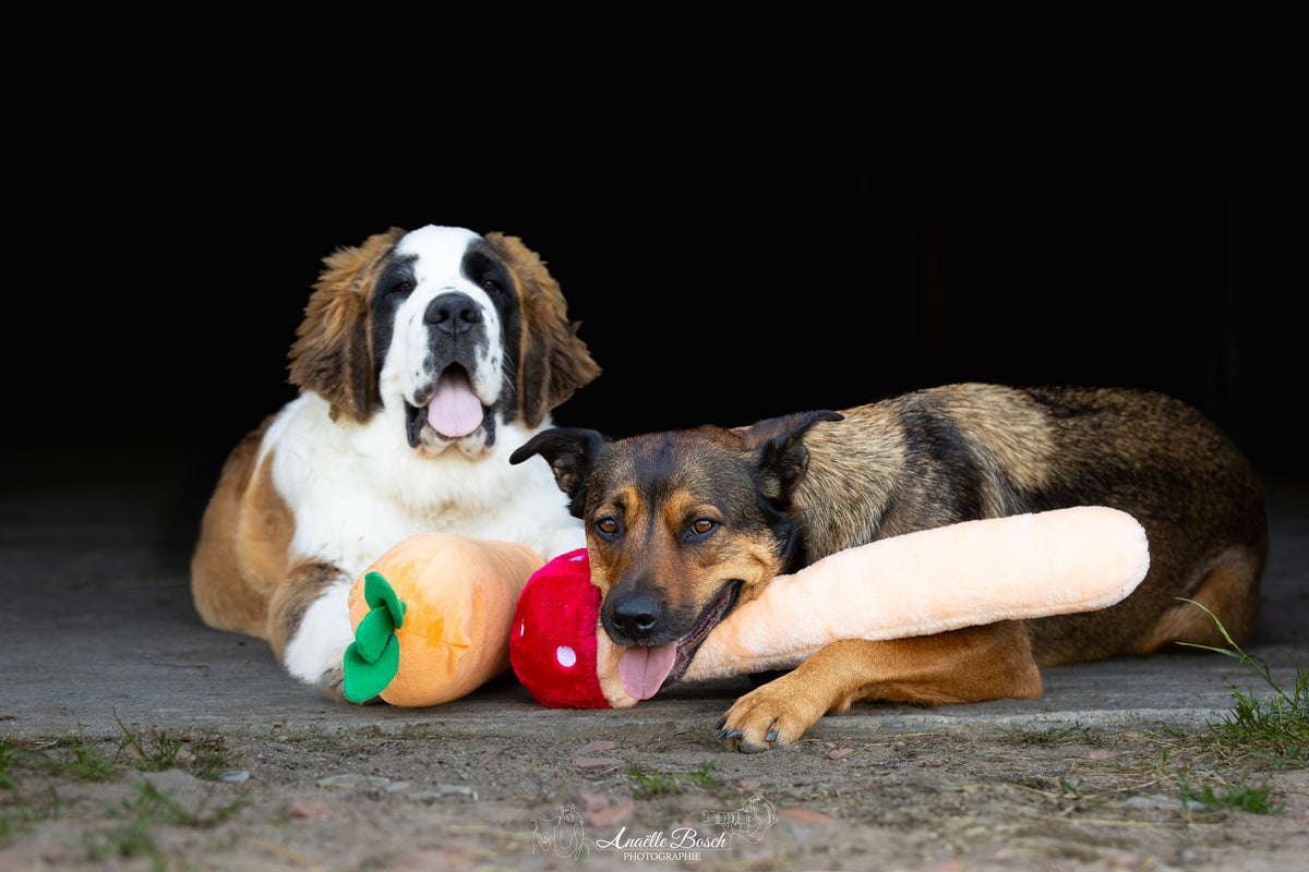 Saint-bernard allongé avec peluches champignon, fraise et carotte