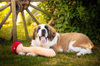 Saint-bernard couché dans l'herbe à côté du champignon