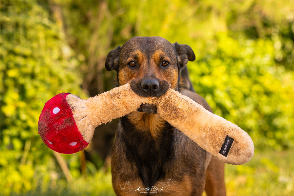 Chien marron portant le champignon géant dans la verdure