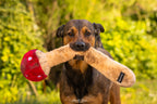 Chien marron portant le champignon géant dans la verdure