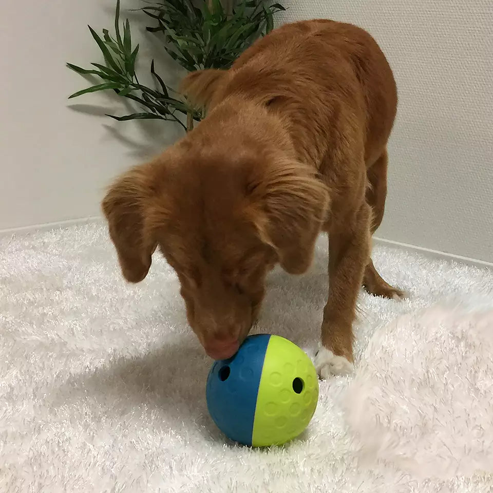 Chien roux poussant la balle bleue et jaune sur un tapis