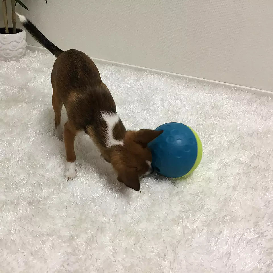 Petit chien brun faisant rouler la balle distributrice