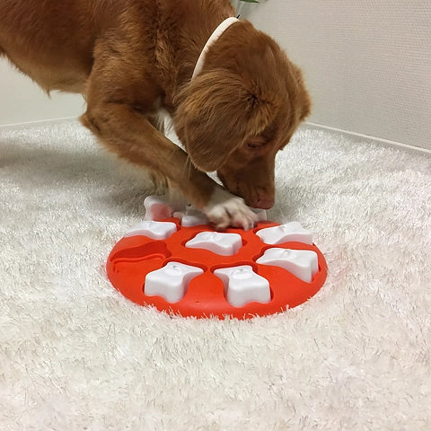 Chien roux flairant les cachettes du disque orange sur tapis