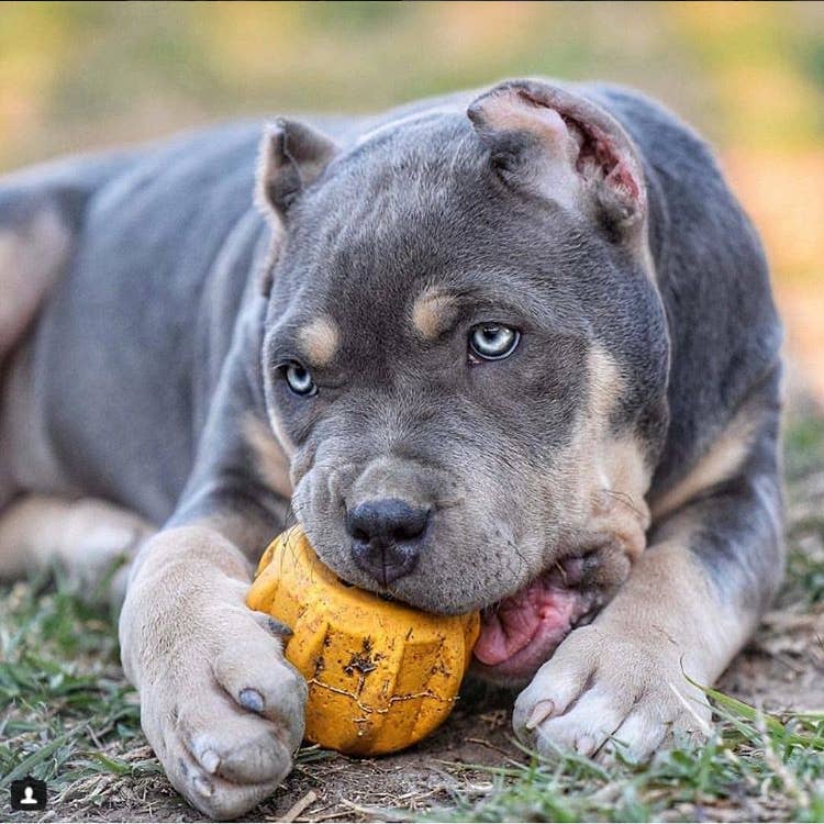 Chiot gris mâchant le jouet jaune garni allongé