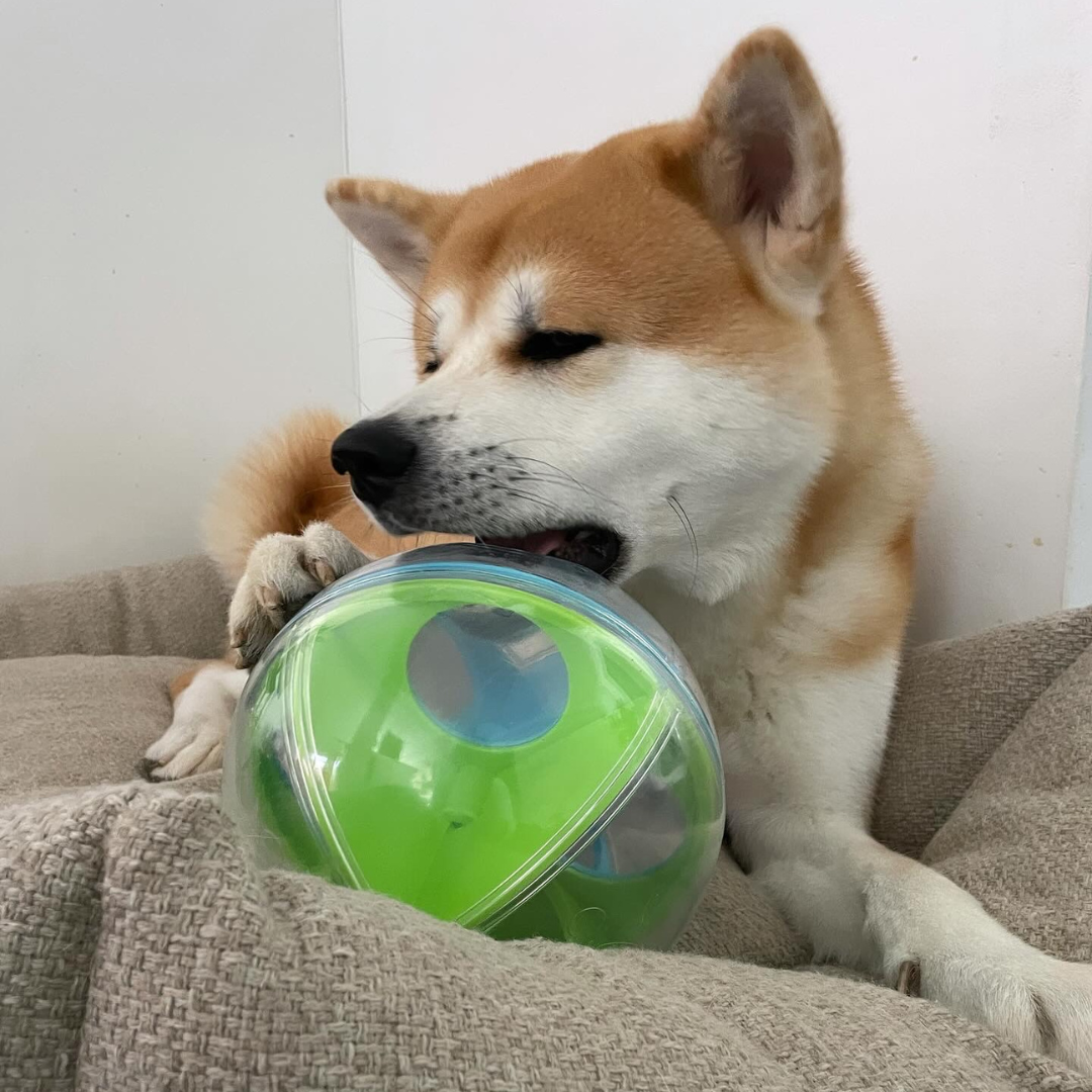 Shiba mordillant la boule verte sur un coussin