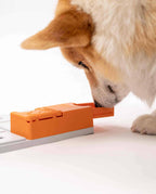 Corgi reniflant le bloc orange installé sur la base grise