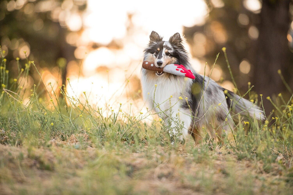 Chien bicolore dans les herbes au coucher du soleil avec le jouet