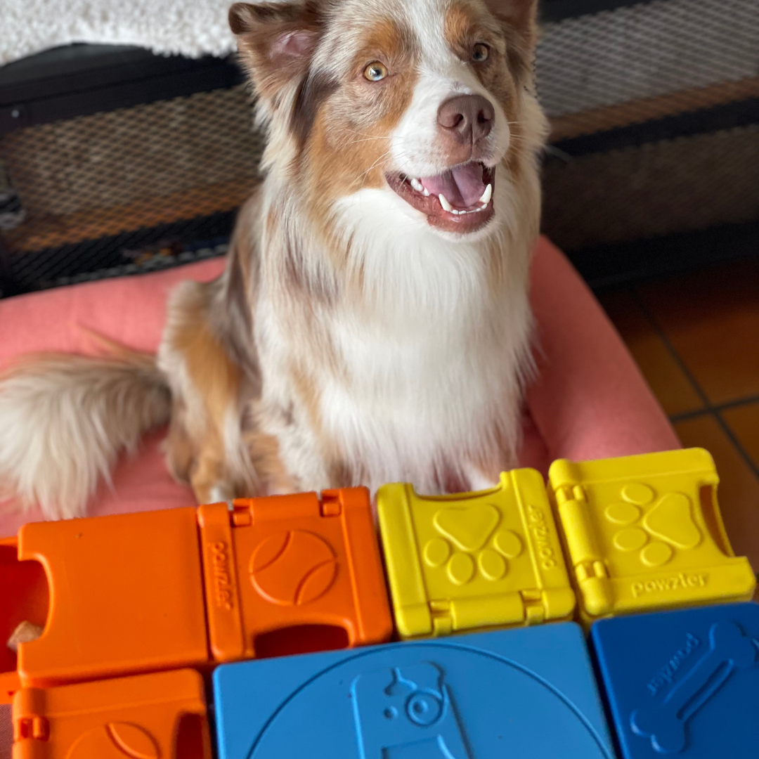 Chien souriant allongé devant le puzzle multicolore