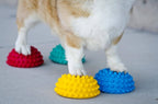 Pattes d'un corgi posées sur les dômes colorés