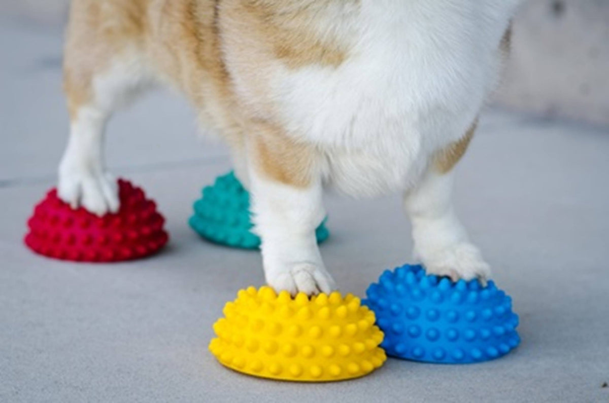 Pattes d'un corgi posées sur les dômes colorés