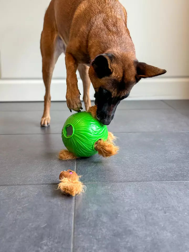Berger malinois tirant un écureuil hors de la balle verte