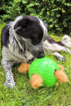 Chien noir et blanc mordillant la balle verte dans l'herbe