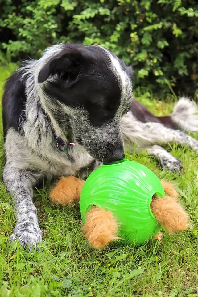 Chien noir et blanc mordillant la balle verte dans l'herbe