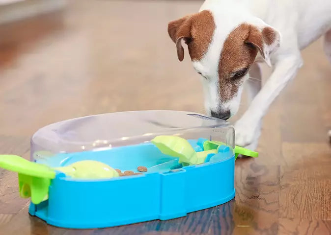 Jack Russell observant les balles jaunes sous le couvercle