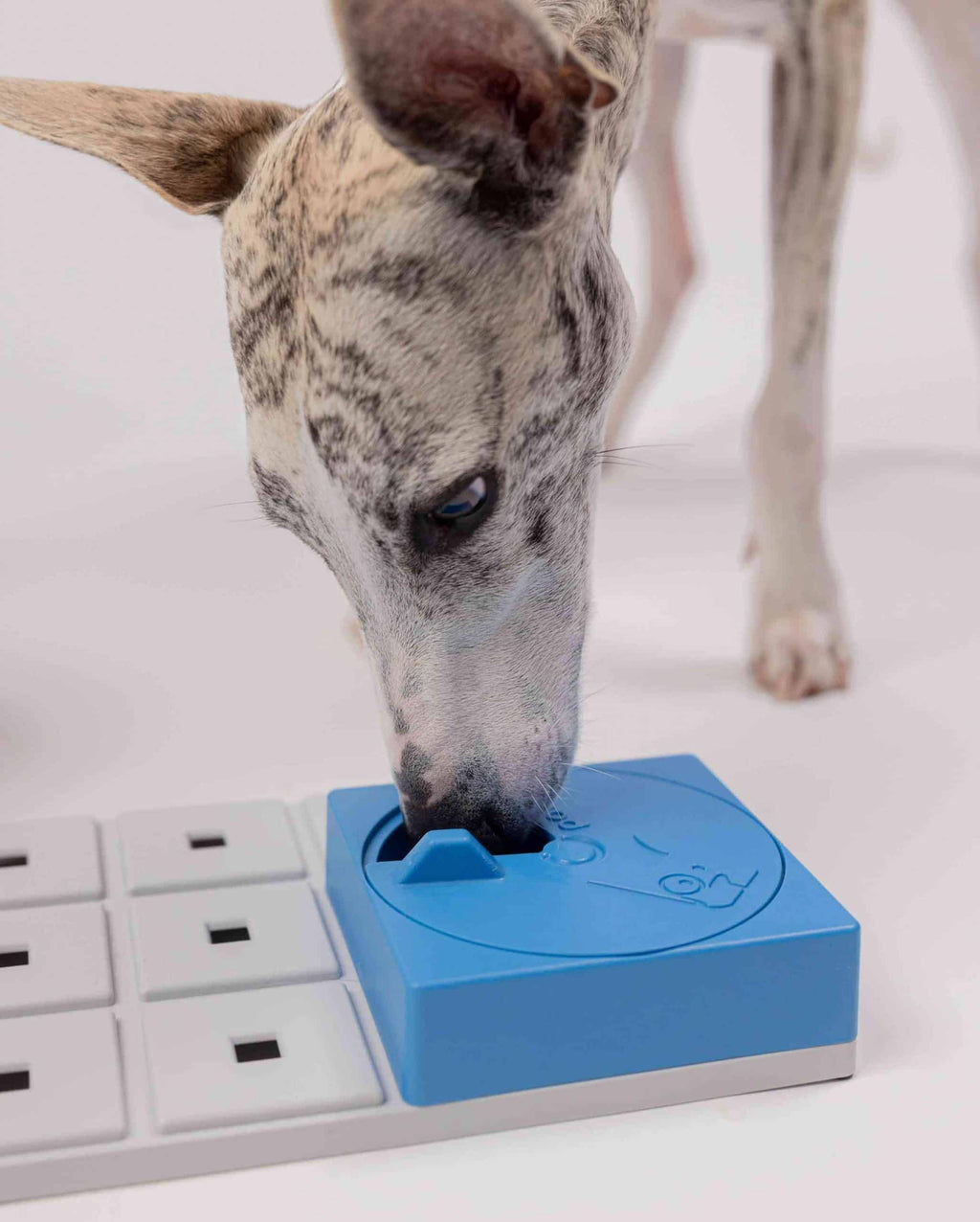 Chien tacheté fouinant dans le module bleu posé sur la base