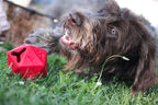 Chien frisé mâchonnant le dé rouge dans l'herbe