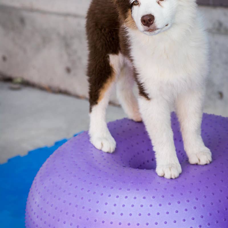 Pattes d'un chien posées sur la balle violette