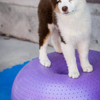 Pattes d'un chien posées sur la balle violette