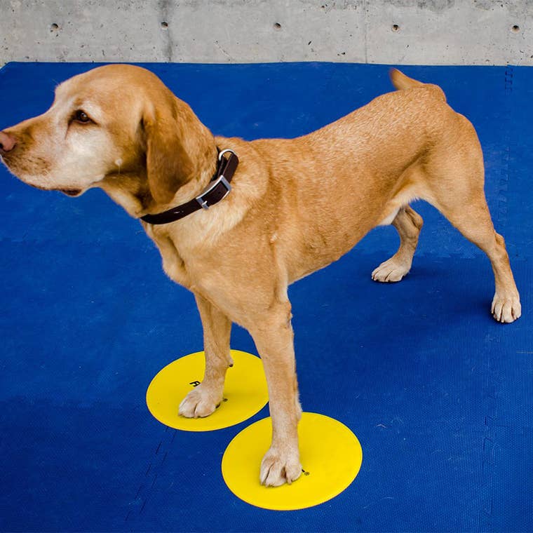 Chien roux debout sur deux cibles jaunes