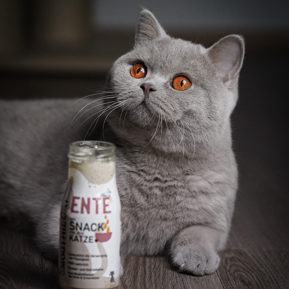 Chat British Shorthair gris à côté d'une bouteille Ente