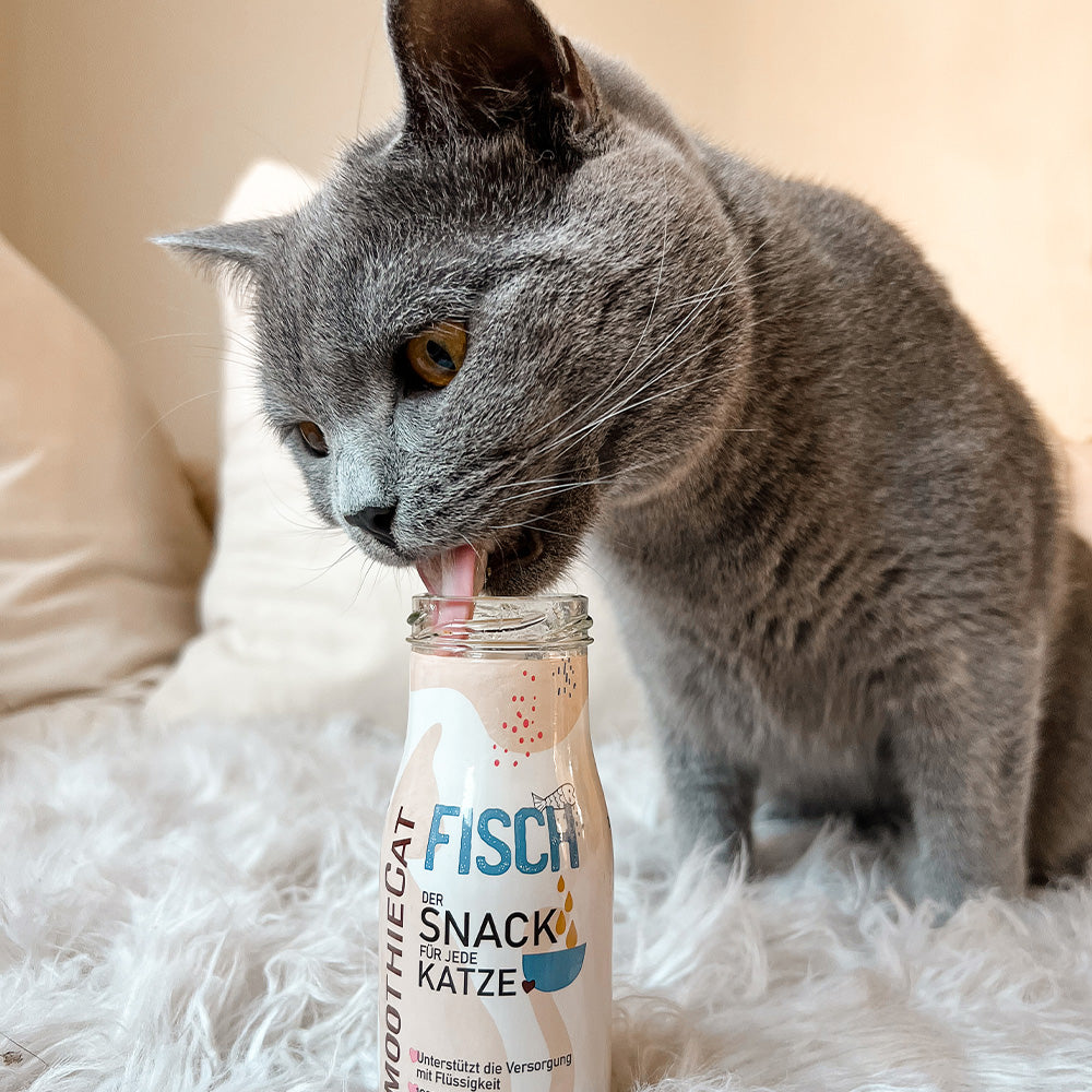 Chat gris léchant le goulot d'une bouteille Fisch