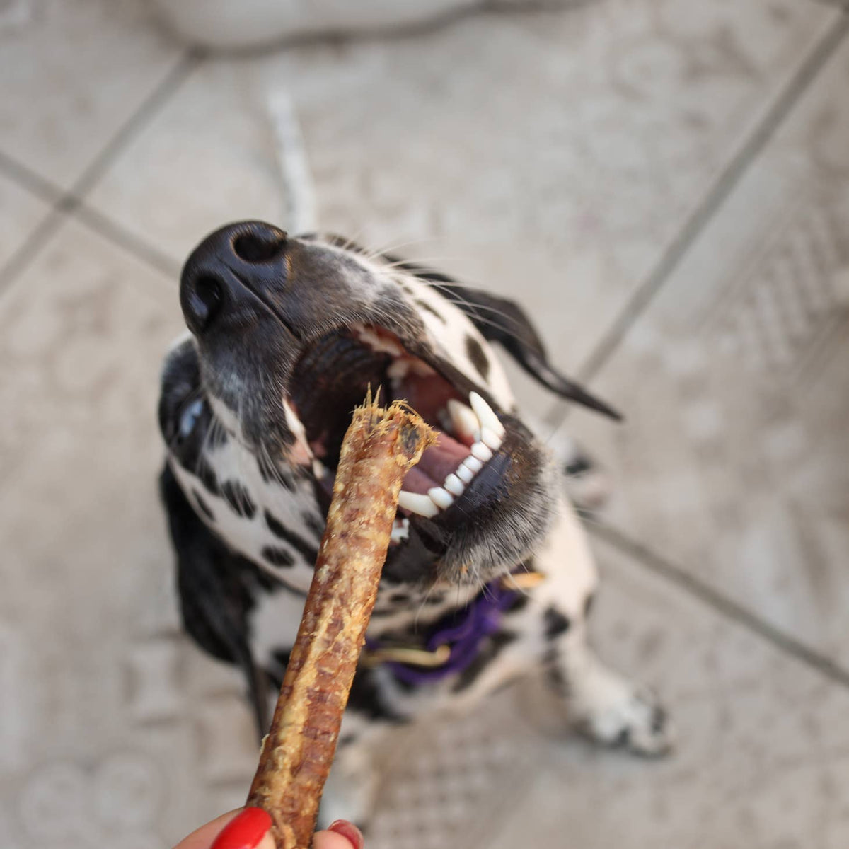 Dalmatien qui croque une trachée d'agneau séchée