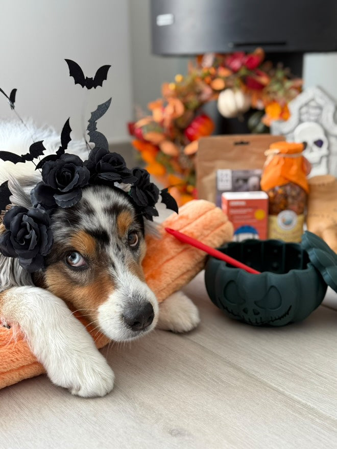 Chien allongé derrière le bol vert et ses jouets